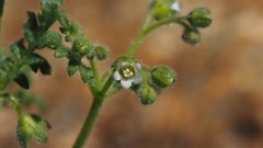 Eucrypta chrysanthemifolia bipinnatifida
