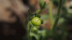 Eucrypta chrysanthemifolia bipinnatifida