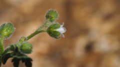 Eucrypta chrysanthemifolia bipinnatifida