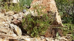 Eucrypta chrysanthemifolia bipinnatifida