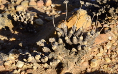 Monilaria moniliformis