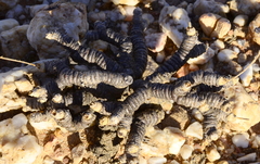 Monilaria moniliformis