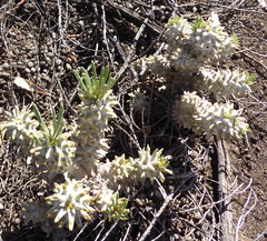 Tylecodon wallichii wallichii
