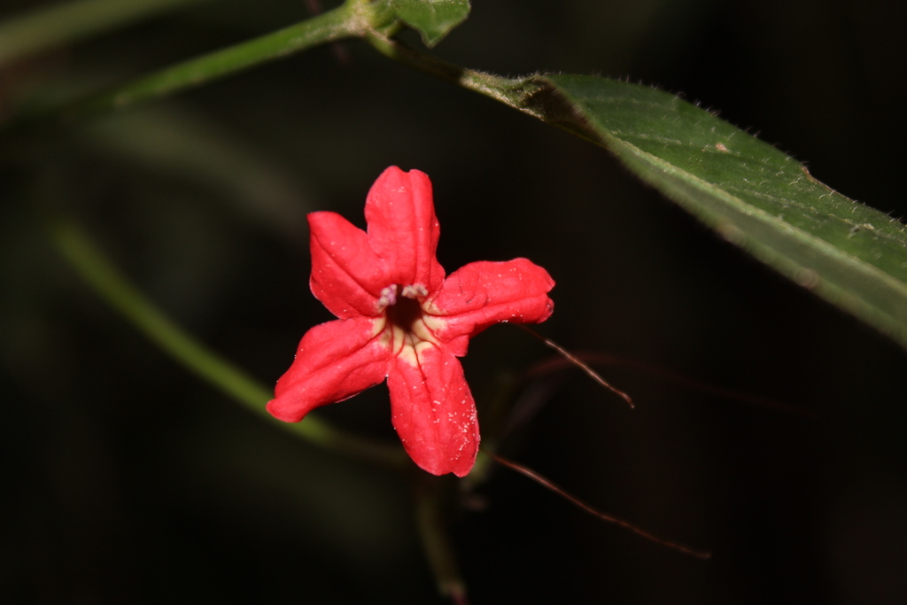 Ruellia ischnopoda