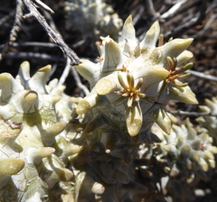 Tylecodon wallichii wallichii