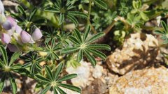 Lupinus concinnus