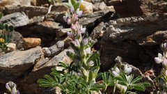 Lupinus concinnus