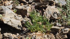 Lupinus concinnus