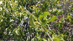 Prunus ilicifolia ilicifolia