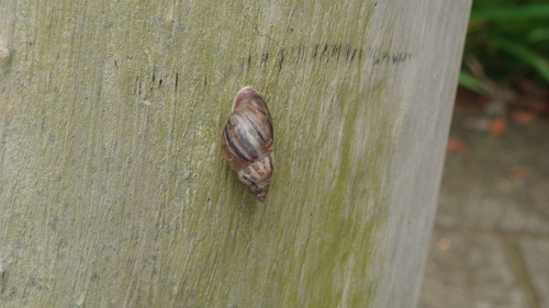 Drymaeus magus