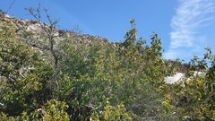 Prunus ilicifolia ilicifolia