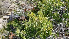 Prunus ilicifolia ilicifolia