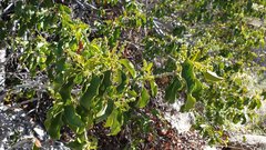 Prunus ilicifolia ilicifolia