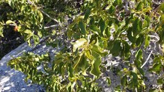 Prunus ilicifolia ilicifolia