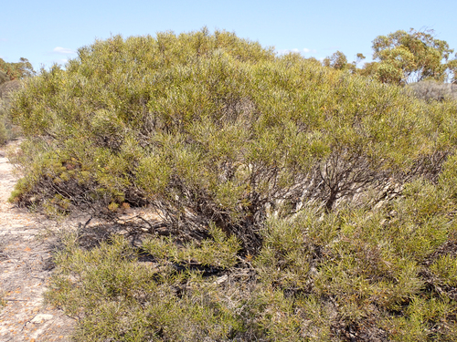Melaleuca concreta observed 2023-09-18