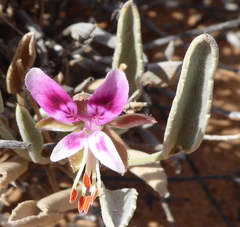 Pelargonium caespitosum