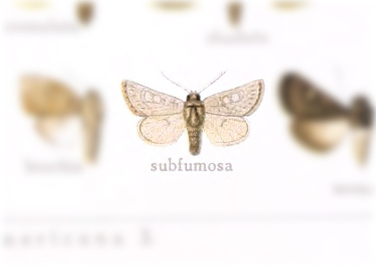 Lasionycta staudingeri