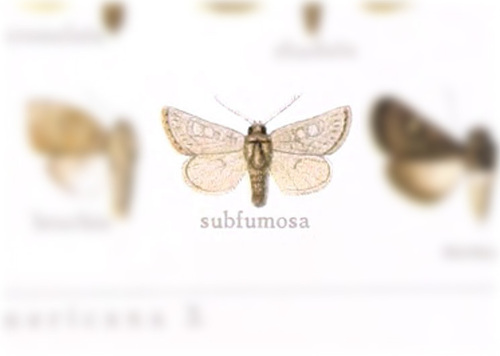 Lasionycta subfumosa · iNaturalist United Kingdom