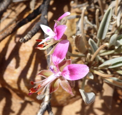 Pelargonium caespitosum