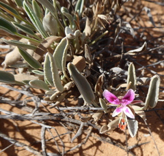 Pelargonium caespitosum