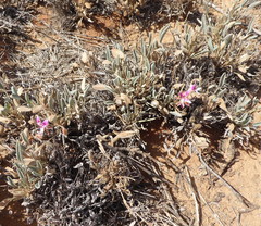 Pelargonium caespitosum