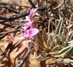 Pelargonium caespitosum