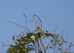 Prinia hodgsonii