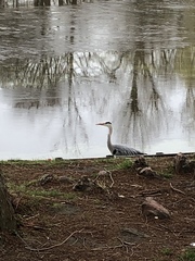 Ardea cinerea