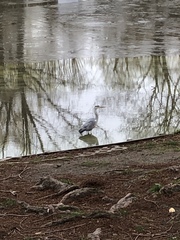 Ardea cinerea