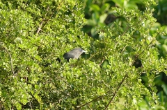 Phaenicophaeus viridirostris