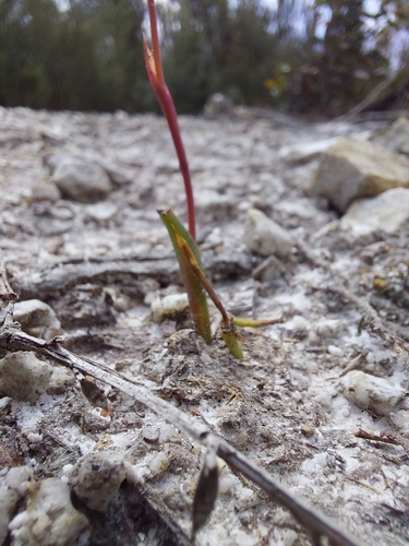 Image of Thelymitra juncifolia by (c) Brendan Costello, some rights reserved (CC BY)