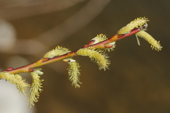 Salix eleagnos