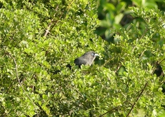 Phaenicophaeus viridirostris