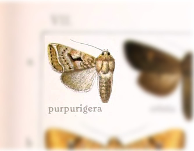 Hypotrix purpurigera