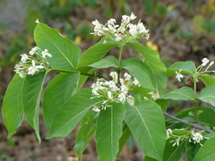 Holarrhena pubescens