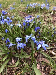 Scilla siberica
