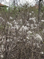Clematis vitalba