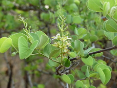 Bauhinia racemosa