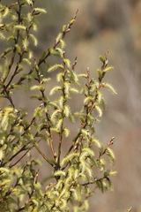 Salix eleagnos