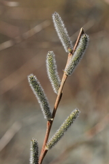 Salix eleagnos