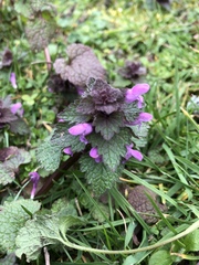 Lamium purpureum