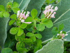 Trifolium clypeatum