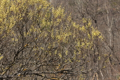 Salix eleagnos