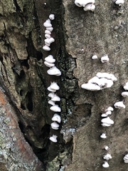 Schizophyllum commune