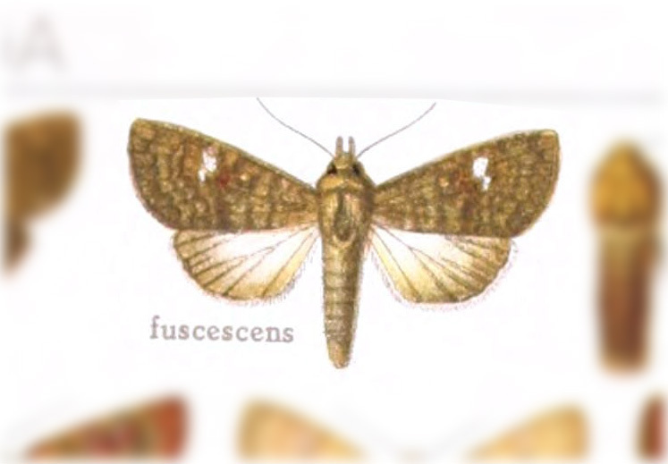 Eriopyga fuscescens