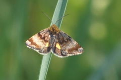 Panemeria tenebrata
