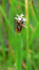 Eleocharis macrostachya