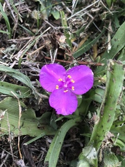 Tradescantia humilis