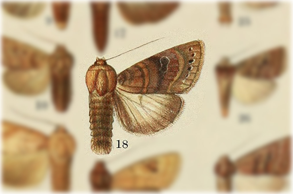 Eriopyga melanosticta
