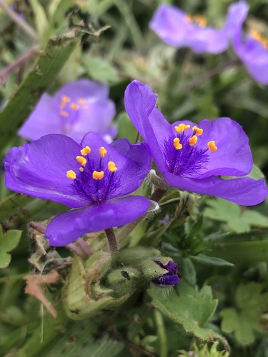 Tradescantia humilis, photograph 5